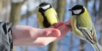 Зимующим птицам - нашу заботу